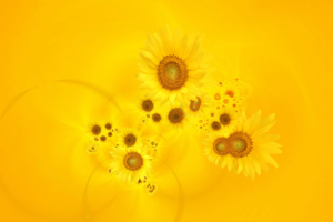 Bright Yellow Sunflowers549242987 300x200 - Bright Yellow Sunflowers - yellow, Sunflowers, Gerbera, Bright